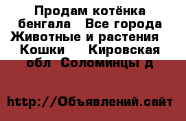 Продам котёнка бенгала - Все города Животные и растения » Кошки   . Кировская обл.,Соломинцы д.